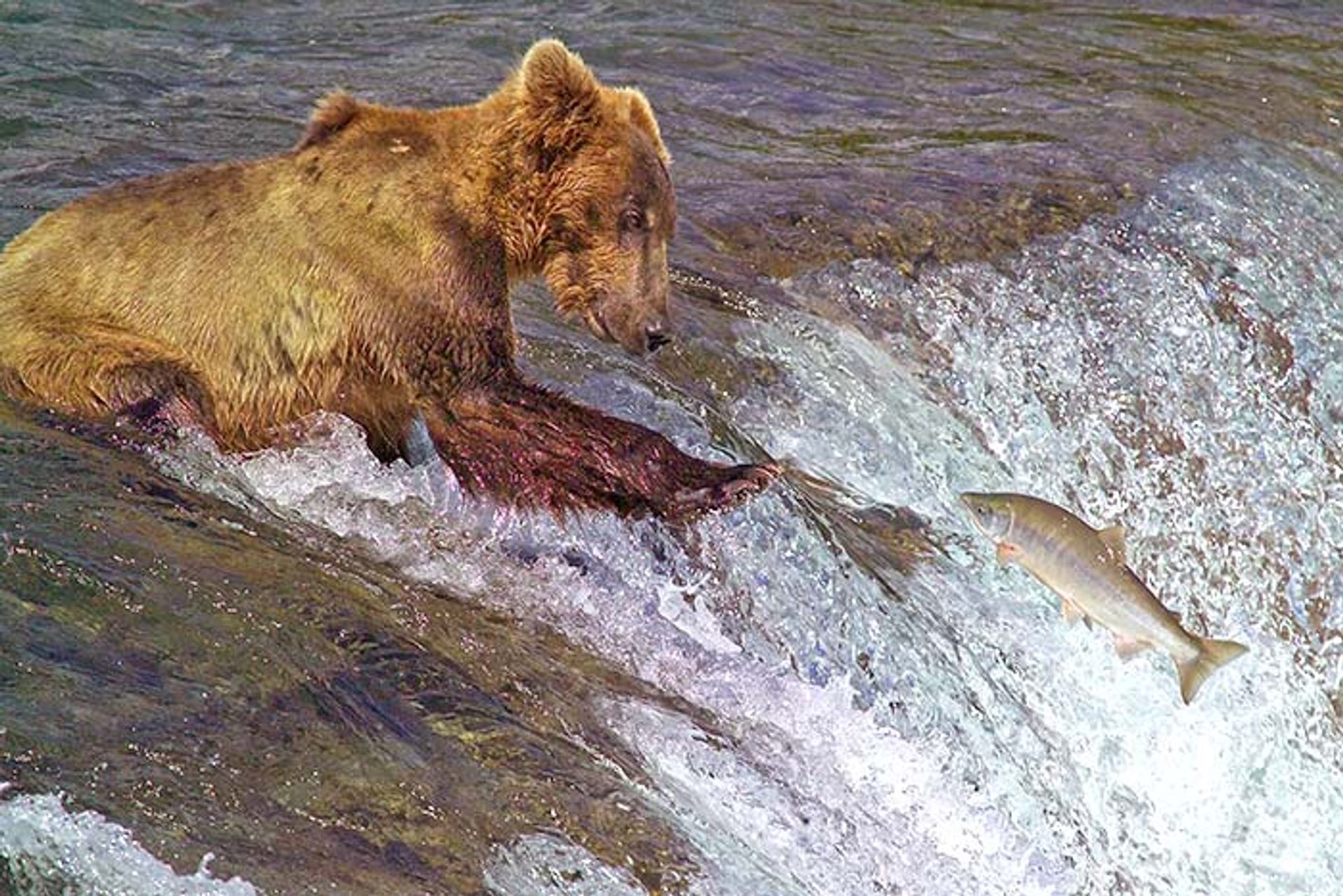 Beren jagen op zalm om zich voor te bereiden op de winter