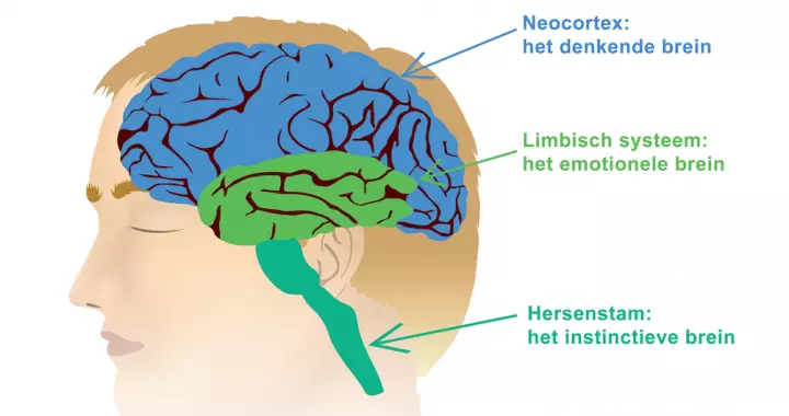 Voetreflexologie en zijn impact op ons limbisch geheugen